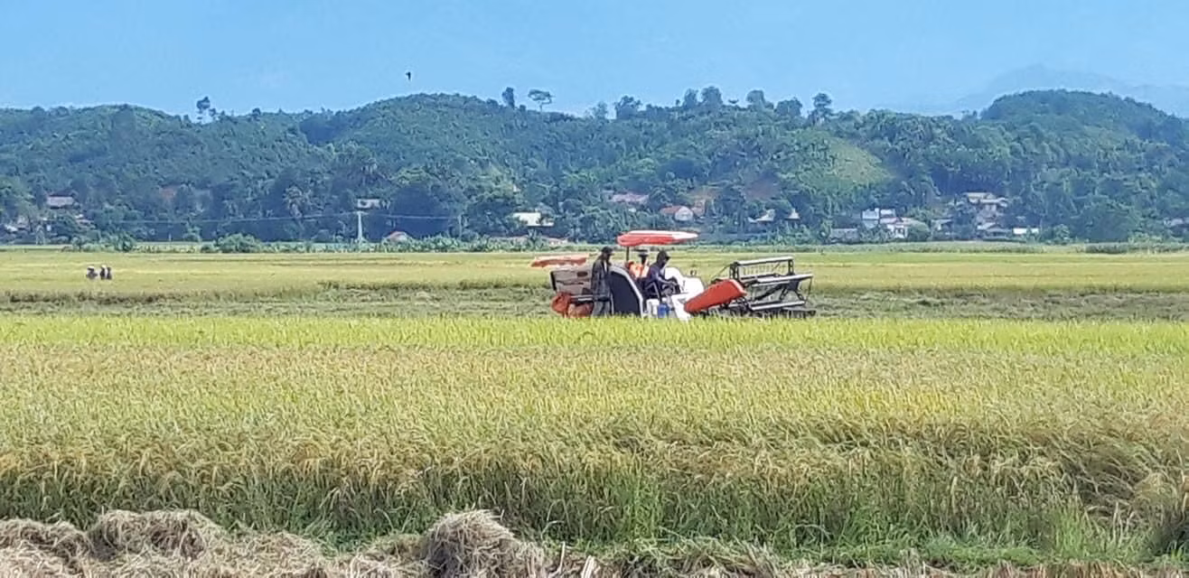 Người dân Yên Bái hối hả gặt lúa trước khi siêu bão Yagi đổ bộ.