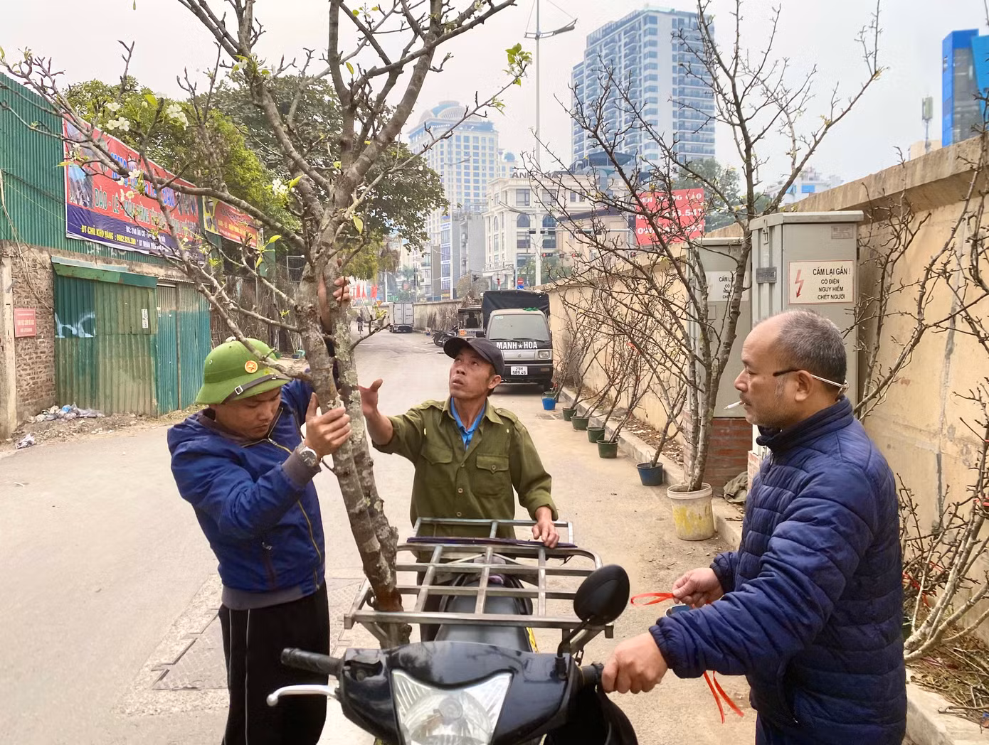 Chuẩn bị vận chuyển lê rừng đến cho khách hàng.
