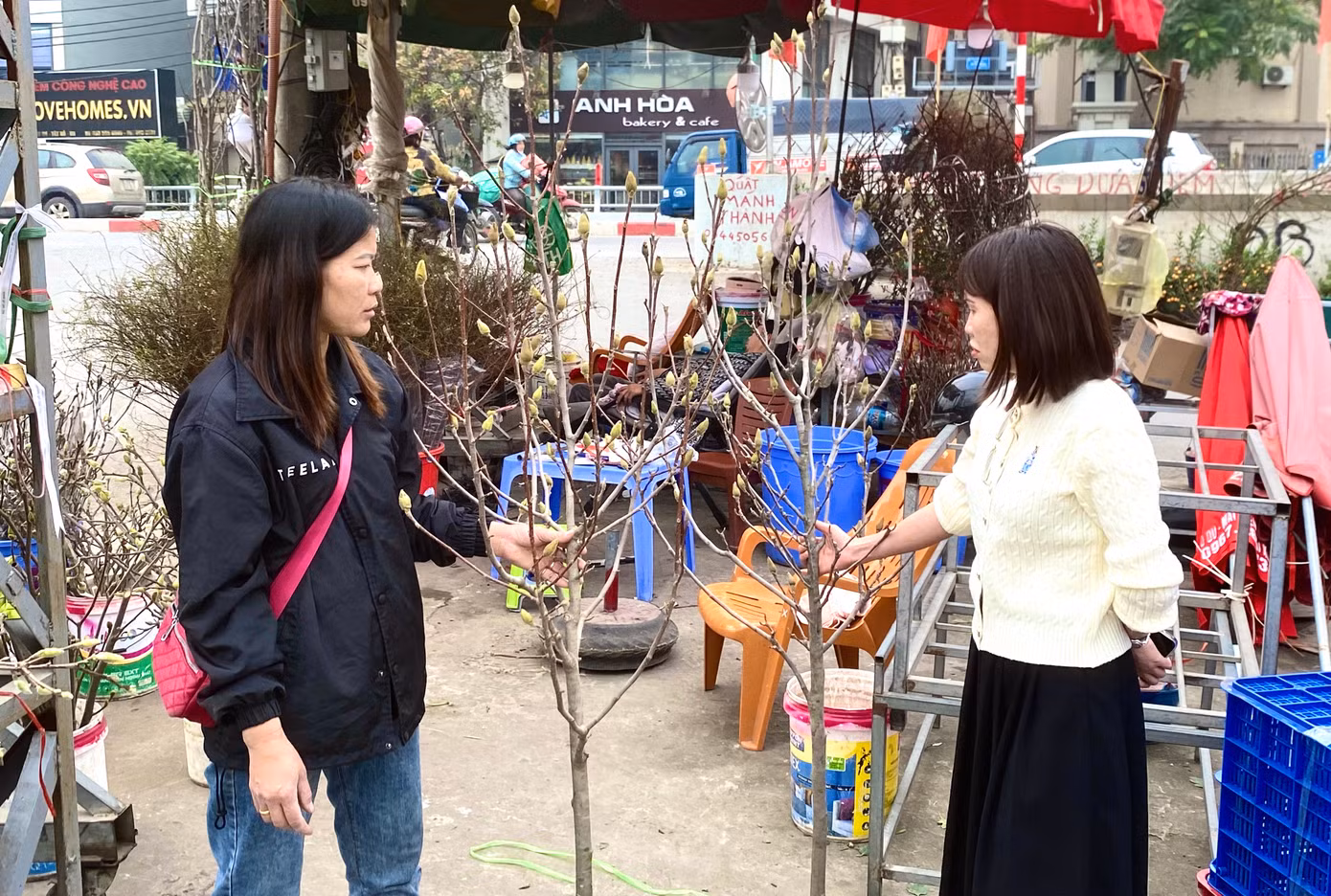 Khách hỏi mua hoa mộc lan về chơi Tết.