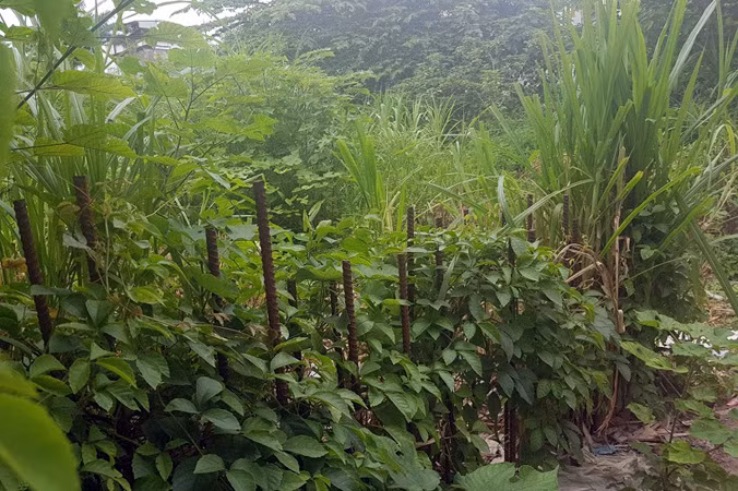Kiểm tra bãi xe lậu trên khu đất 10.000m2 giữa Thủ đô ảnh 8
