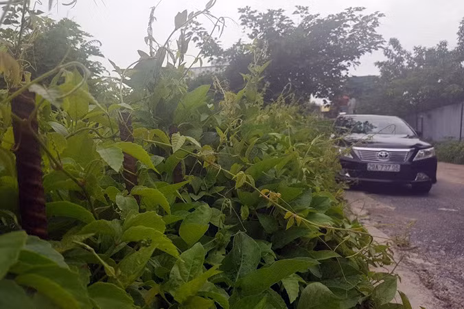 Kiểm tra bãi xe lậu trên khu đất 10.000m2 giữa Thủ đô ảnh 6