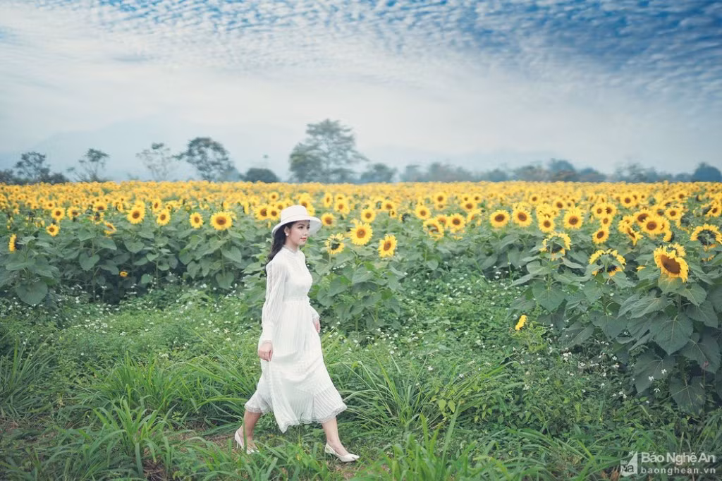 Check-in ở cánh đồng hướng dương rộng gần 100 ha của TH. Ảnh: Báo Nghệ An.