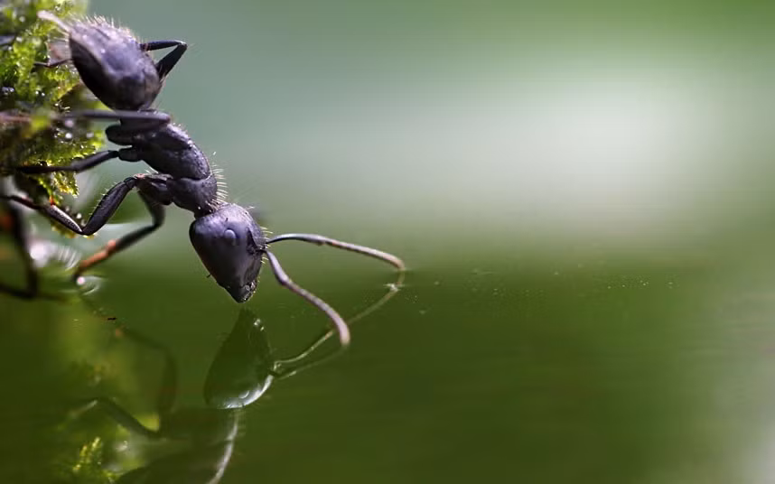 Và soi bóng mình dưới nước
