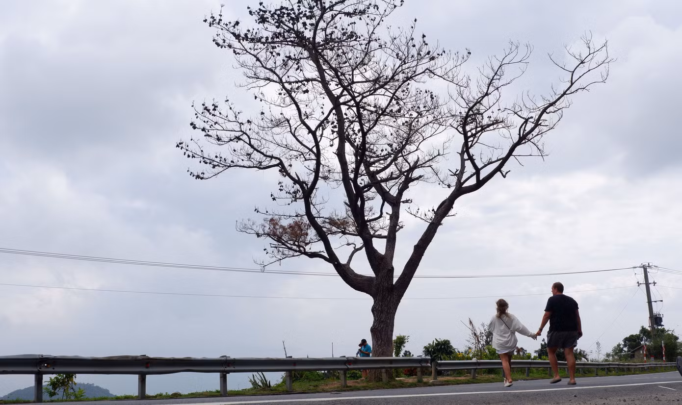 Cây thông "cô đơn" chết khô nhưng vẫn hút du khách trong và ngoài nước dừng chân khi tham quan đèo Hải Vân.