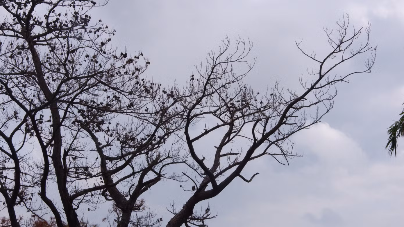 Cây thông "cô đơn" chết đi để lại nuối tiếc cho nhiều người dân và du khách.