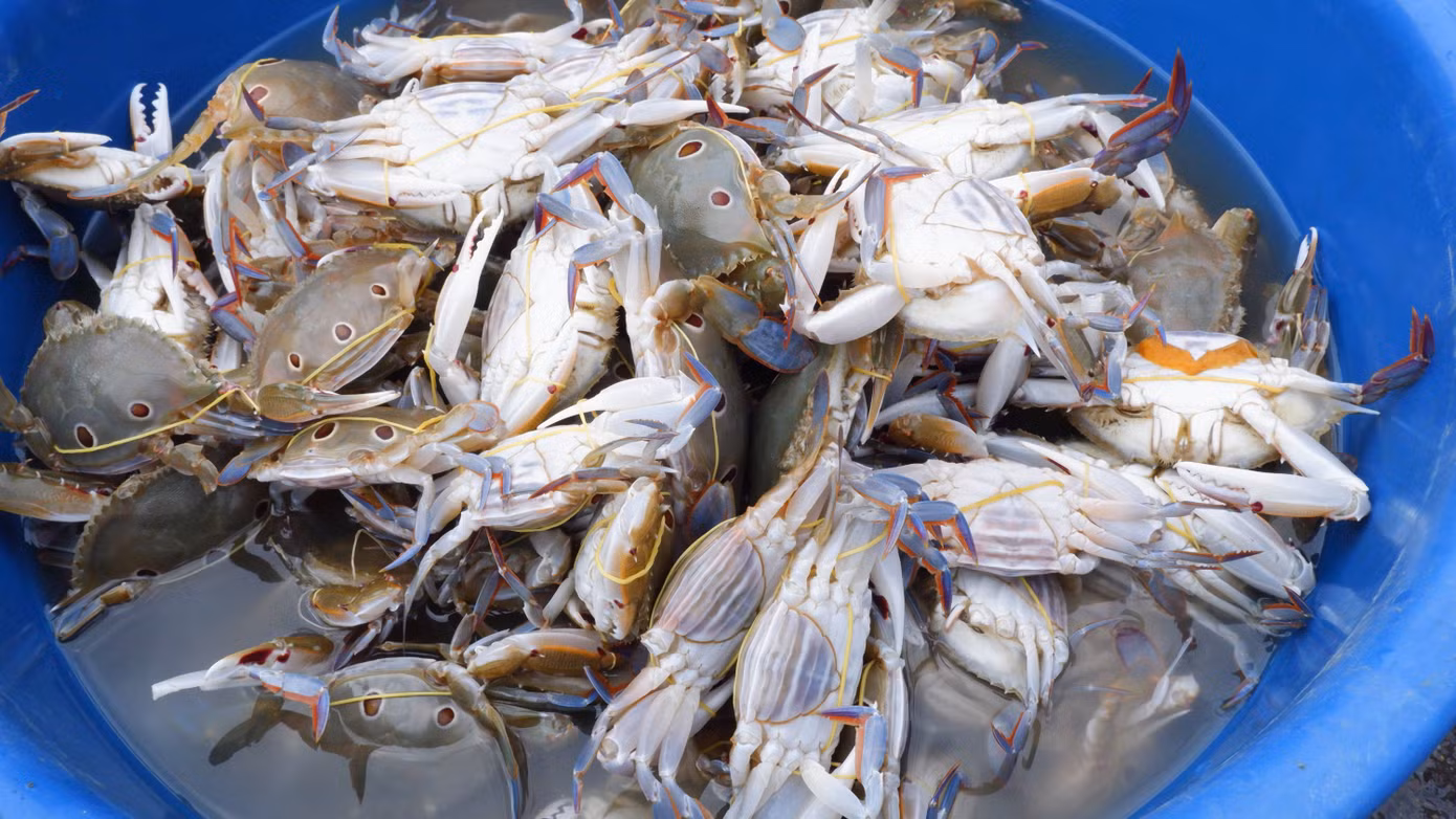 Đa dạng các loại hải sản tại chợ cảng cá Thọ Quang. Theo ghi nhận, những ngày này giá các loại hải sản bắt đầu tăng nhẹ.