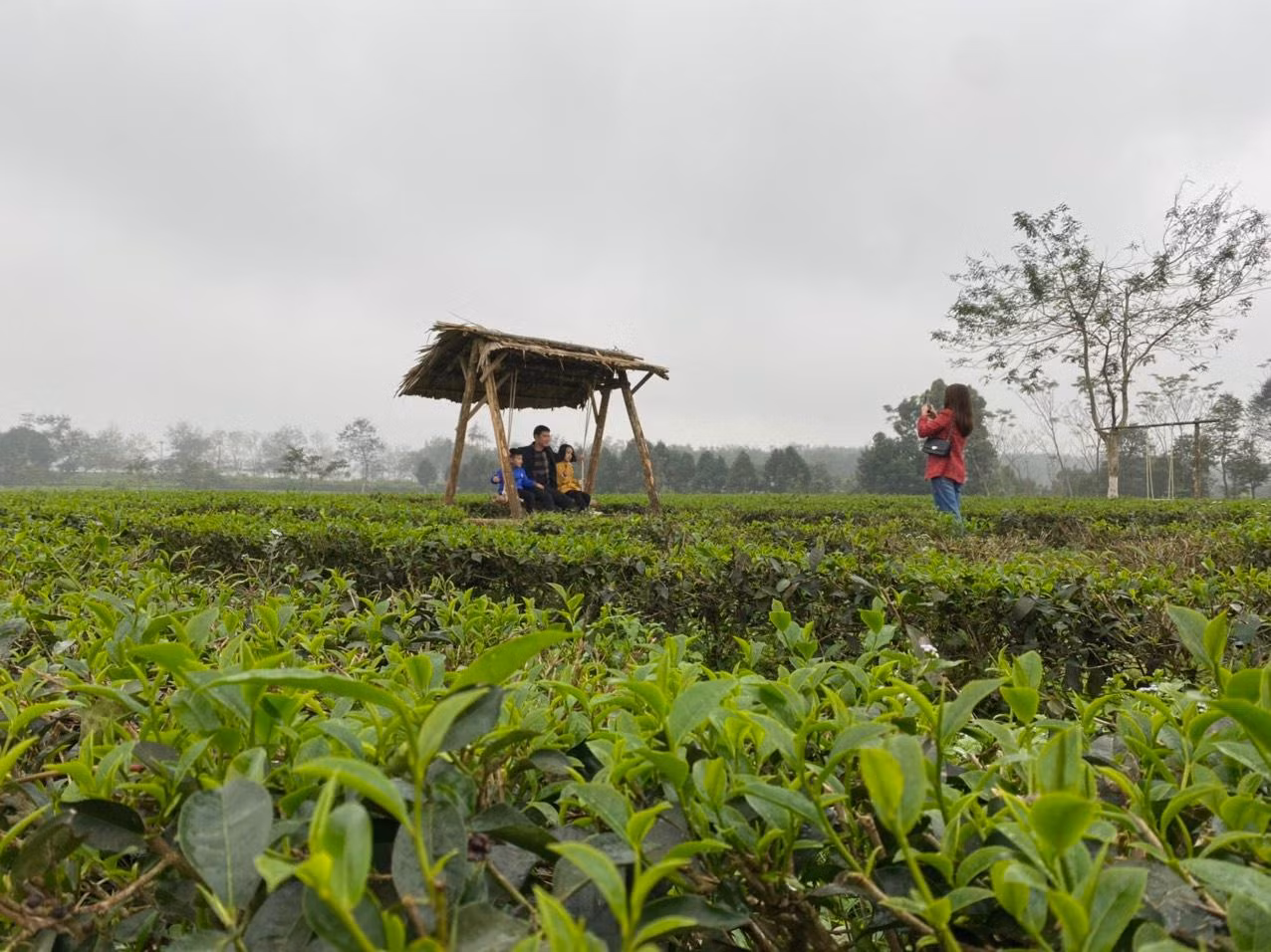 Trong mưa xuân, sương mù đồi chè Nam Trà tạo nên khung cảnh thơ mộng.