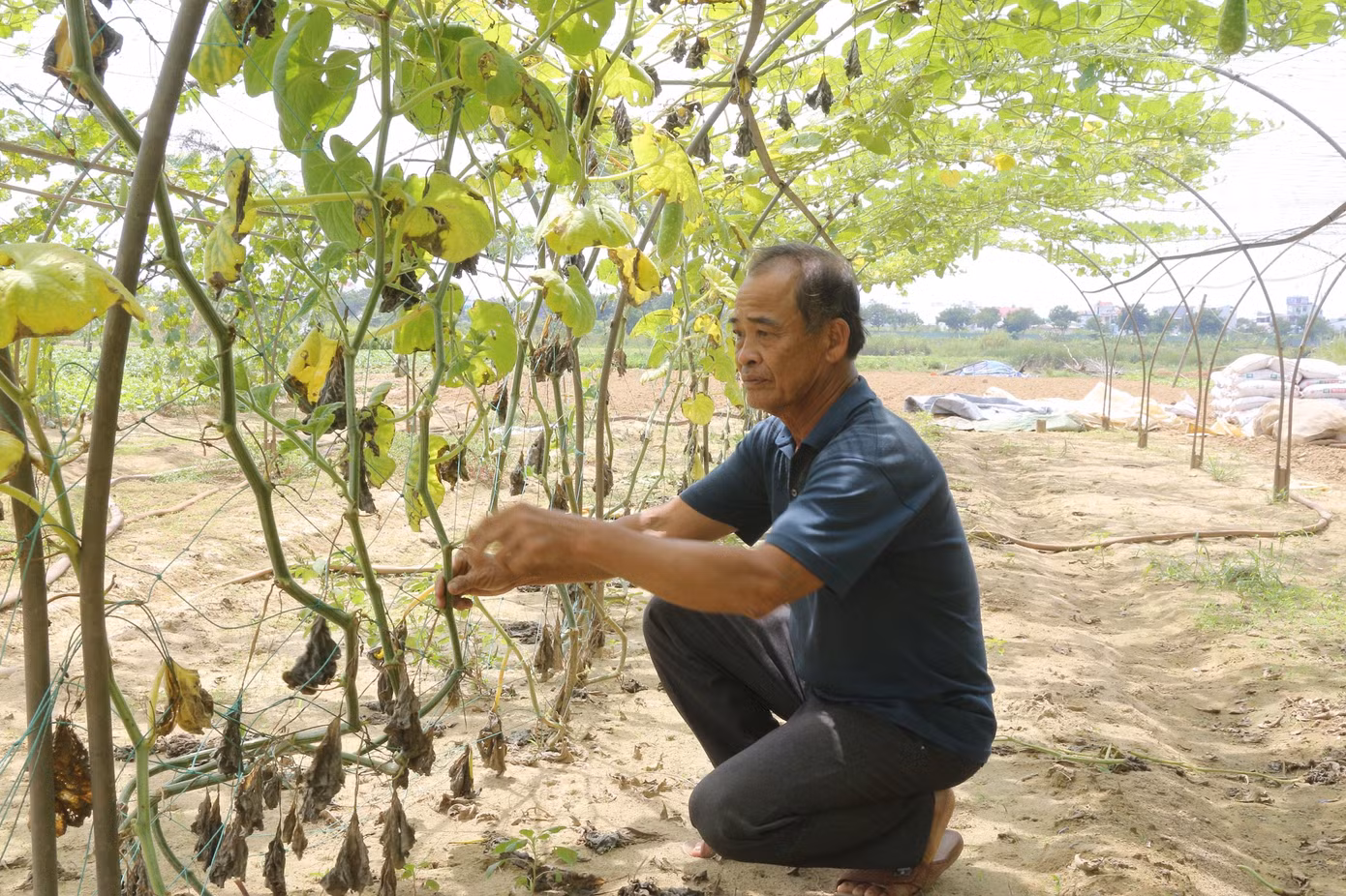 Ông Phan Hữu Hộ (trú phường Hòa Thọ Đông, quận Cẩm Lệ) cho biết: “Nắng nóng khiến sông Cẩm Lệ bị nhiễm mặn kéo dài, giếng nước cũng nhiễm phèn khiến nguồn nước tưới ở làng rau bị thiếu hụt nghiêm trọng. Việc tưới nước phèn khiến cây khô héo, không phát triển, nông dân không còn cách nào khác phải ngừng canh tác trong thời gian này" Ông Phan Hữu Hộ (trú phường Hòa Thọ Đông, quận Cẩm Lệ) cho biết: “Nắng nóng khiến sông Cẩm Lệ bị nhiễm mặn kéo dài, giếng nước cũng nhiễm phèn khiến nguồn nước tưới ở làng rau bị thiếu hụt nghiêm trọng. Việc tưới nước phèn khiến cây khô héo, không phát triển, nông dân không còn cách nào khác phải ngừng canh tác trong thời gian này"