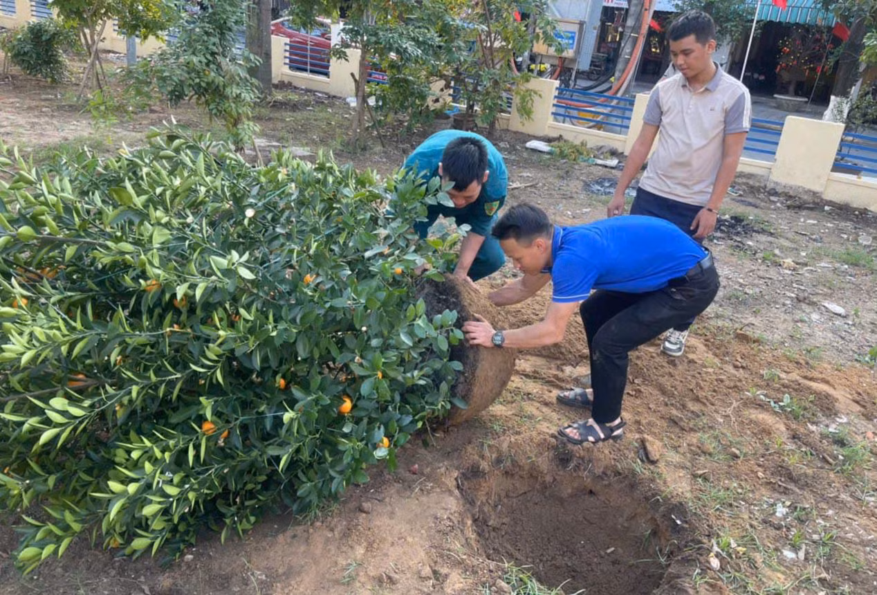 Đoàn phường An Hải Bắc (quận Sơn Trà) trồng cây quất cảnh tại một khu vườn dạo.