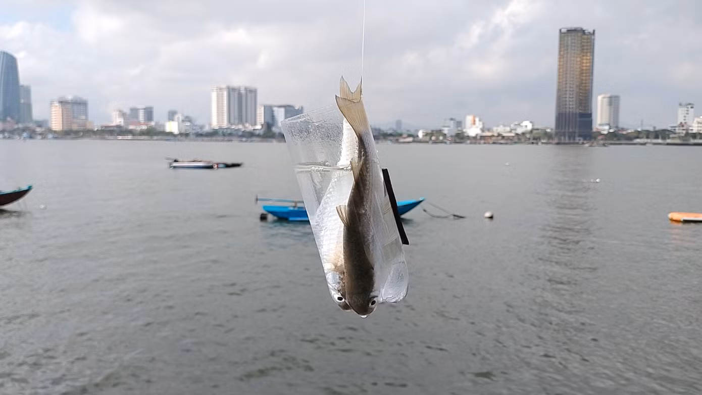 Những con cá đối được câu lên từ cửa sông Hàn mà không cần đến lưỡi, cần câu.