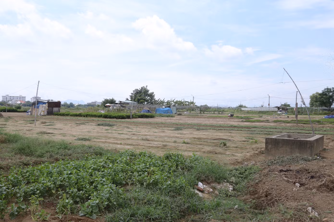 Nhiều hộ dân phải bỏ hoang diện tích đất phù sa màu mỡ vì không thể xuống giống do thiếu nước tưới. Nhiều hộ dân phải bỏ hoang diện tích đất phù sa màu mỡ vì không thể xuống giống do thiếu nước tưới.