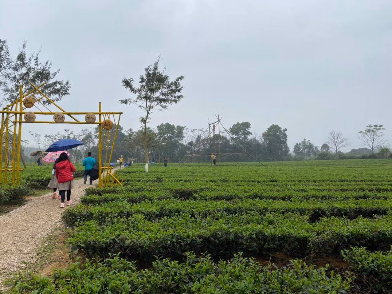Địa điểm check in "Thiên đường chè Nam Trà" được chính quyền địa phương thiết kế, xây dựng từ trước Tết. Địa điểm check in này nhanh chóng thu hút người dân và du khách gần xa.