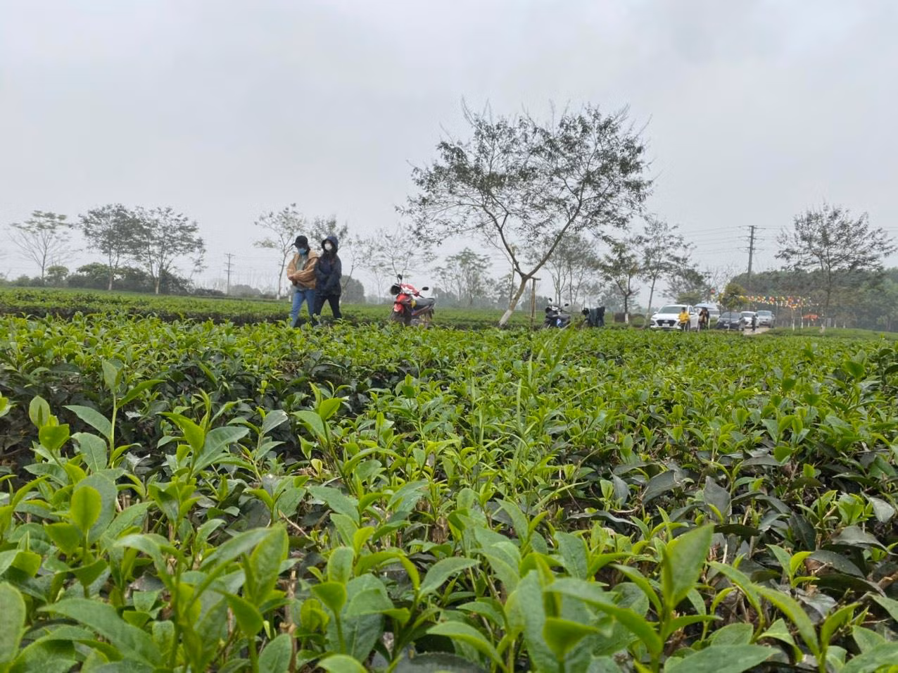 Những vườn chè ở thôn Nam Trà, xã Hương Trà, huyện miền núi Hương Khê (Hà Tĩnh) là địa điểm check in mới, thu hút nhiều người dân và du khách khi du xuân dọc theo tuyến đường Hồ Chí Minh. Mặc cho thời tiết mưa và rét đậm nhưng người dân vẫn nô nức kéo lên những đồi chè để ghi lại những khoảnh khắc ngày xuân.