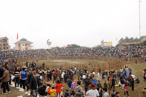 Sân chọi trâu Hải Lựu với sức chứa bốn nghìn chỗ ngồi không còn một chỗ trống