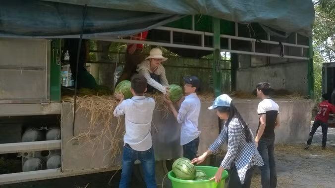 Tuổi trẻ Thanh Hóa tiếp tục bán dưa hỗ trợ nông dân Quảng Ngãi ảnh 2