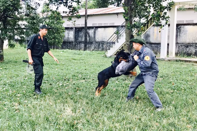 Một ngày ở nơi luyện cảnh khuyển ảnh 2