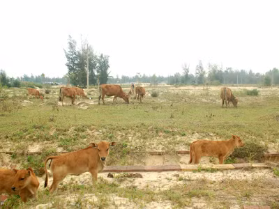 Khu đô thị Điện Nam - Điện Ngọc (Quảng Nam) còn hoang vắng. Ảnh: Nam Cường