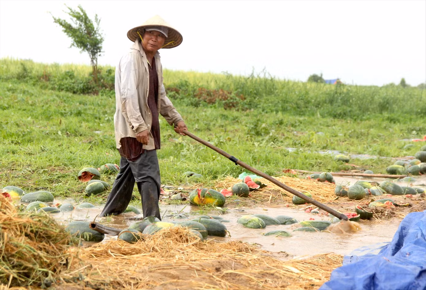 Ruộng dưa của ông Dũng bị ngập úng