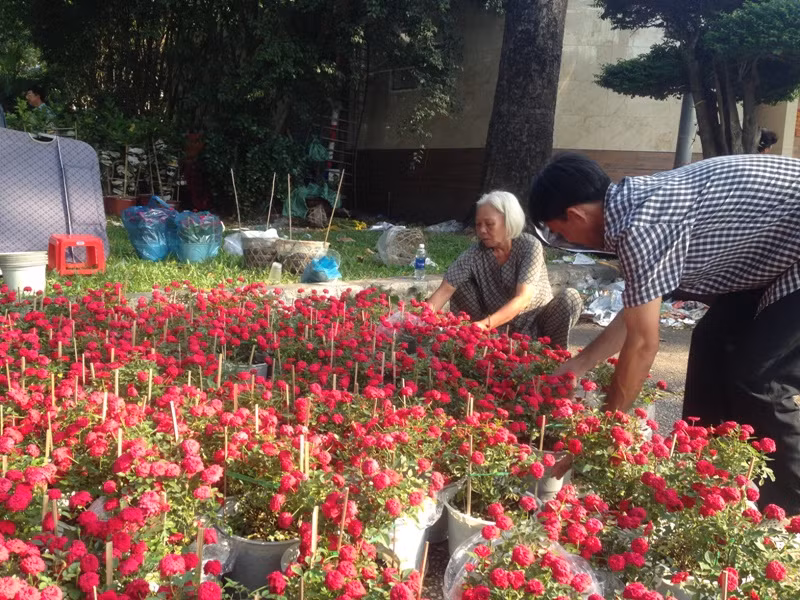 100.000 đồng/4 chậu hồng ngày 30 Tết ở Sài Gòn ảnh 2