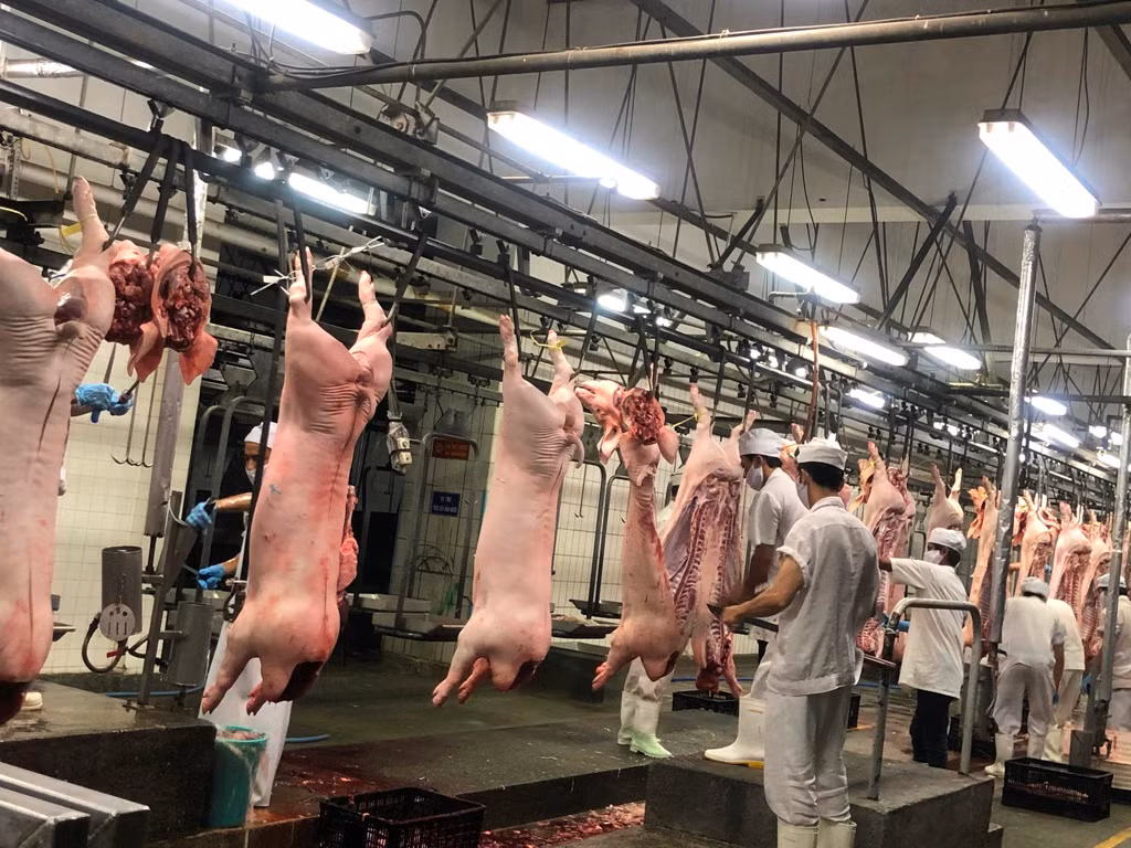 Doanh nghiệp không dám hạ giá thịt heo vì sợ dân nghi 'có vấn đề' ảnh 1