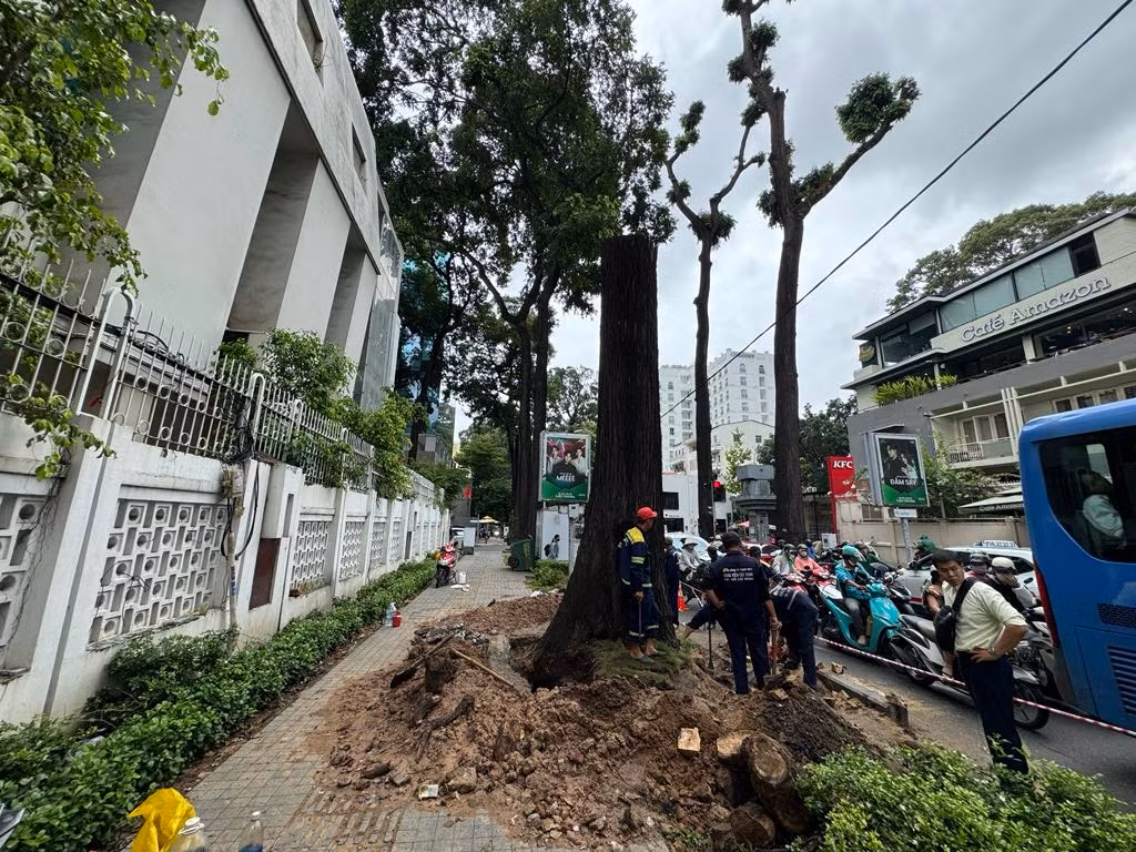 TPHCM yêu cầu rà soát, cắt tỉa cây xanh để ứng phó bão số 6 Trà Mi. (Ảnh minh họa)