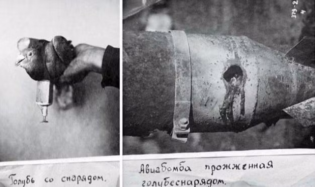 Chim bồ câu mang đạn (ảnh trái) và quả bom trên không bị nổ bởi “đạn bồ câu” (ảnh phải). Ảnh tư liệu.