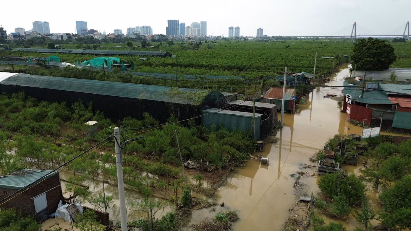 Cũng theo anh Lực, những khu vực nào mà cây bị ngâm nước ít ngày, còn có khả năng cứu được. Tuy nhiên, anh Lực nhận định phần lớn hoa và cây cảnh ở vườn đào Nhật Tân đều sẽ chết ngay khi lũ rút, do đó thiệt hại vô cùng nặng nề.