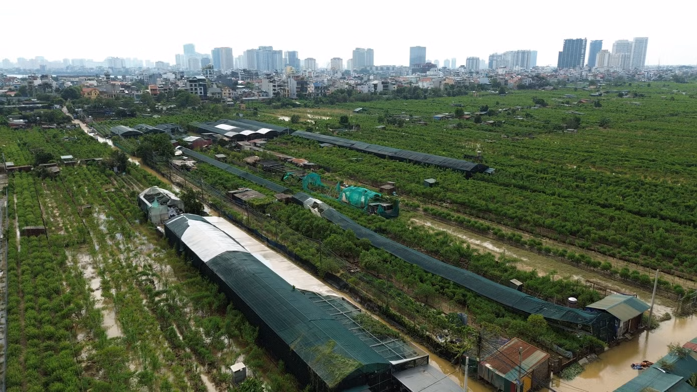 Cùng chung số phận với vườn hoa bãi đá sông Hồng là vườn đào Nhật Tân ở cùng khu vực.