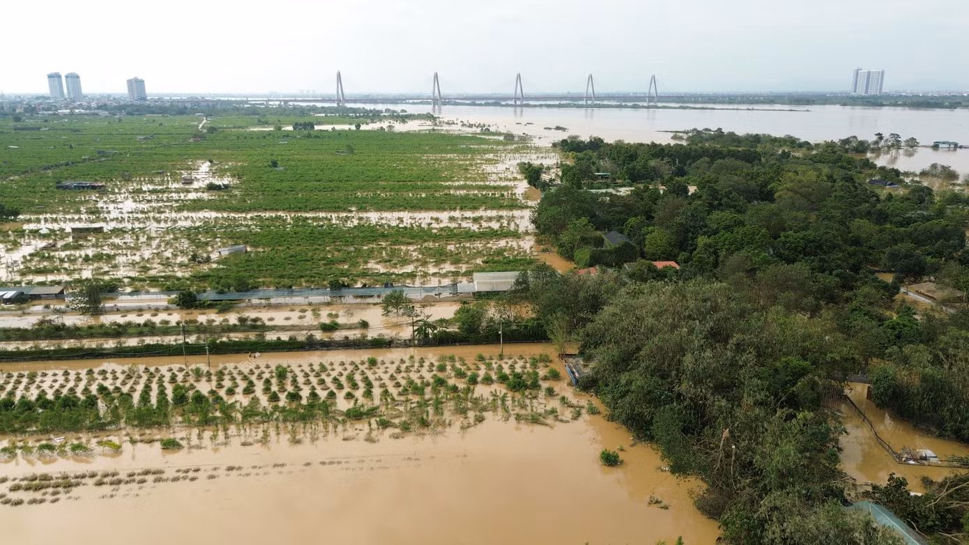 Cùng chung số phận với vườn hoa bãi đá sông Hồng là vườn đào Nhật Tân ở cùng khu vực.
