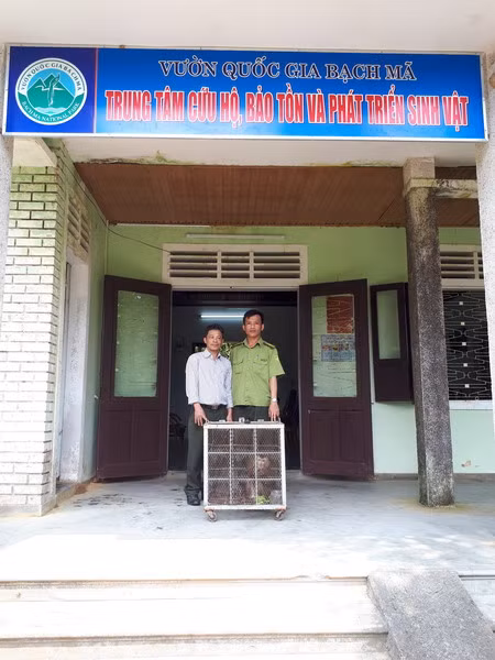 Cứu hộ, thả về rừng 3 cá thể khỉ mặt đỏ, khỉ đuôi lợn ảnh 2