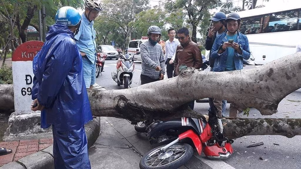 Cây xanh đô thị bất ngờ đổ rạp đè bẹp xe người đi đường ảnh 2