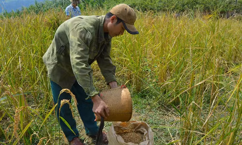 Mùa vàng bên mái Giăng Màn ảnh 1