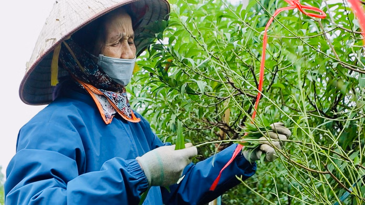 Chia sẻ với báo Tiền Phong, cô Sáng cho biết: "Việc tuốt lá được coi là một trong những khâu quan trọng nhất, quyết định vụ mùa có mang lại lợi nhuận hay không".