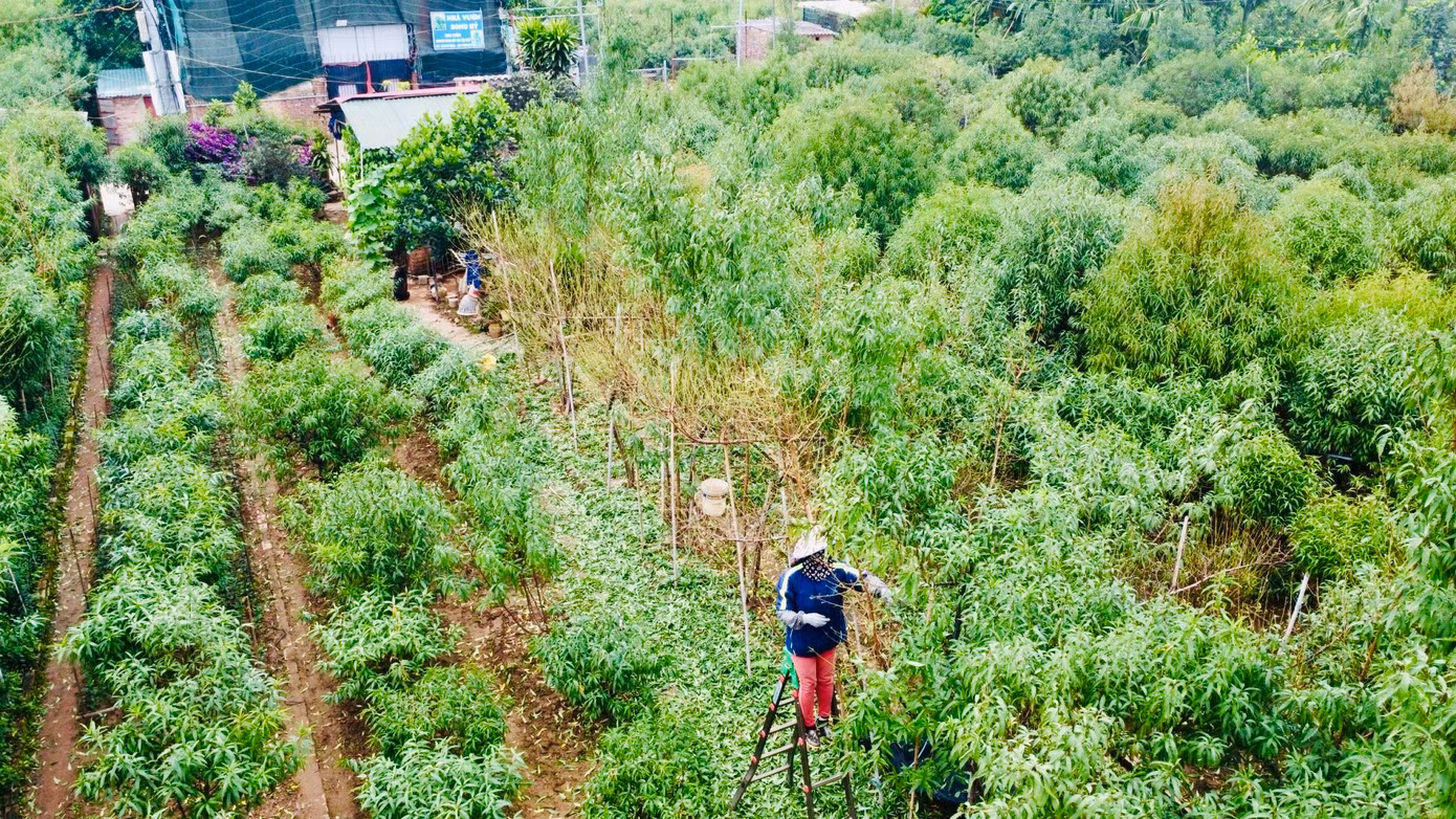 Người trồng đào ở Nhật Tân đều chủ động tuốt lá sớm, với đào thế sẽ tuốt trước rồi mới đến cành sẽ tuốt sau.