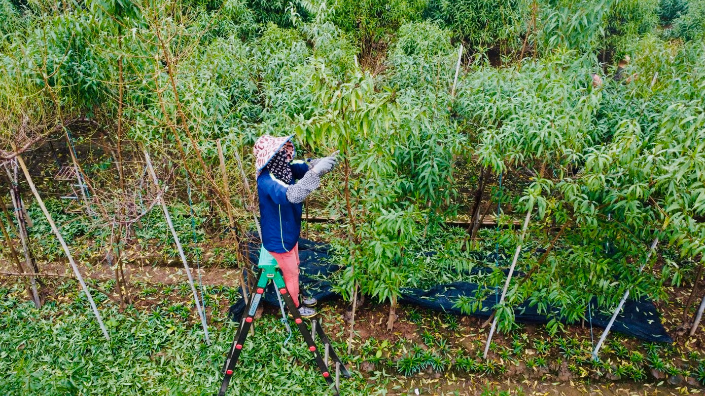 Diện tích trồng đào Nhật Tân là 57 ha, trong làng có khoảng 700 hộ dân với hơn 1.200 xã viên gắn bó với nghề trồng đào. Thời gian này các vườn trồng đào tại đây lại tất bật vào vụ tuốt lá, chuẩn bị cho công đoạn nuôi mắt, cho đào ra nụ.