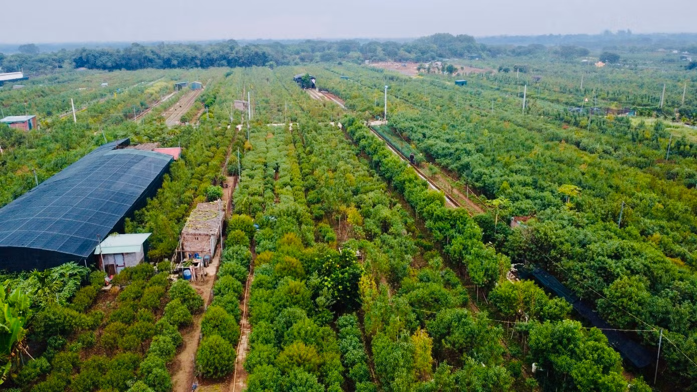 Làng Nhật Tân (quận Tây Hồ, thành phố Hà Nội) xưa nay nổi tiếng với nghề trồng đào với diện tích đất bãi màu mỡ được bồi đắp bởi phù sa sông Hồng, thuận lợi cho phát triển nông nghiệp.