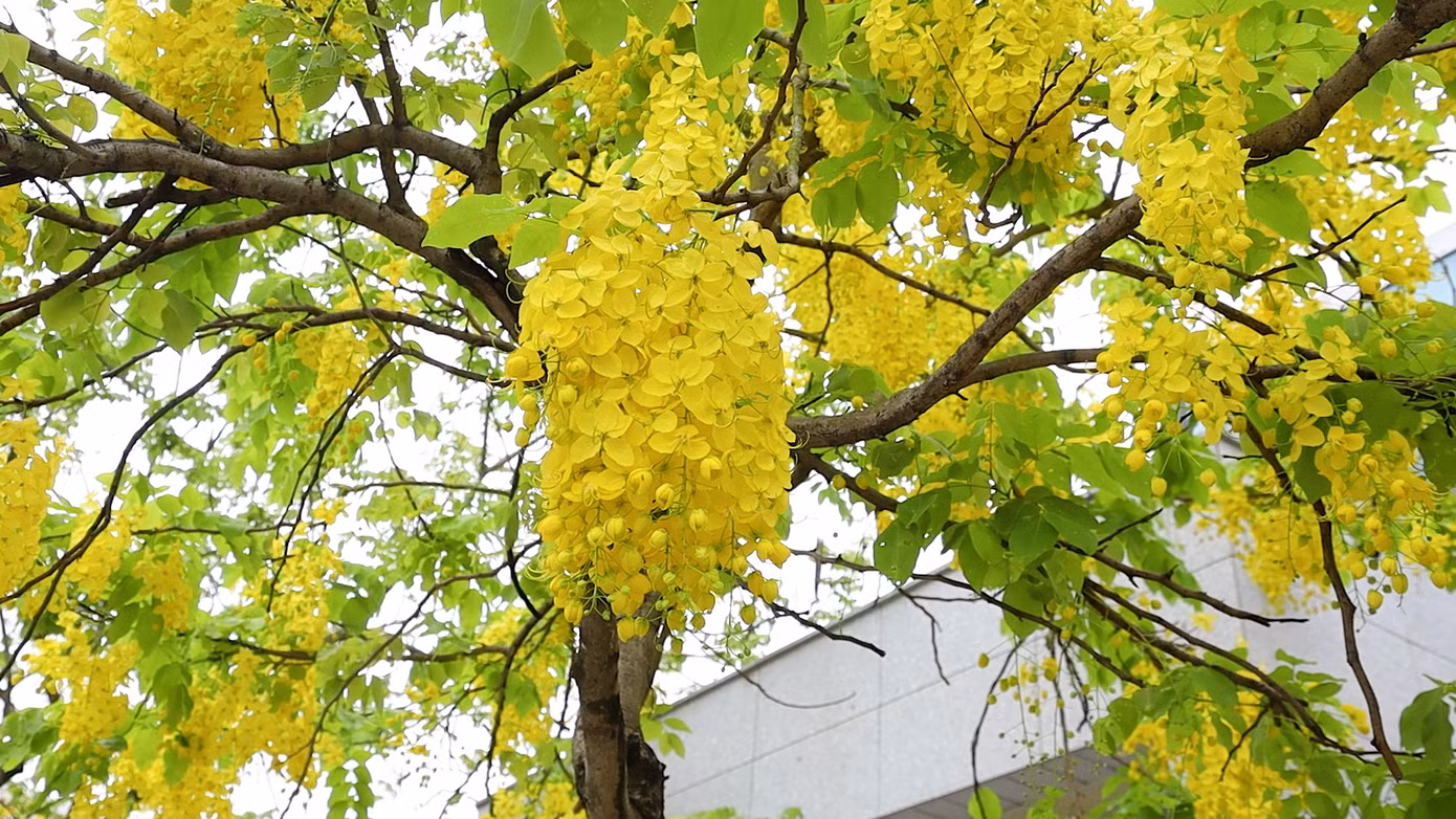 Muồng hoàng yến còn có tên là muồng hoàng hậu, hoa lồng đèn, bò cạp nước, bò cạp vàng, Osaka, mai dây, cây xuân muộn, mai nở muộn...