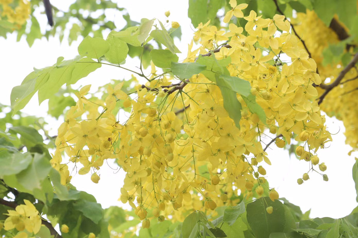Mùa hoa muồng hoàng yến thường bắt đầu vào khoảng từ giữa tháng 5 đến hết tháng 7, rộ nhất vào khoảng đầu tháng 6.