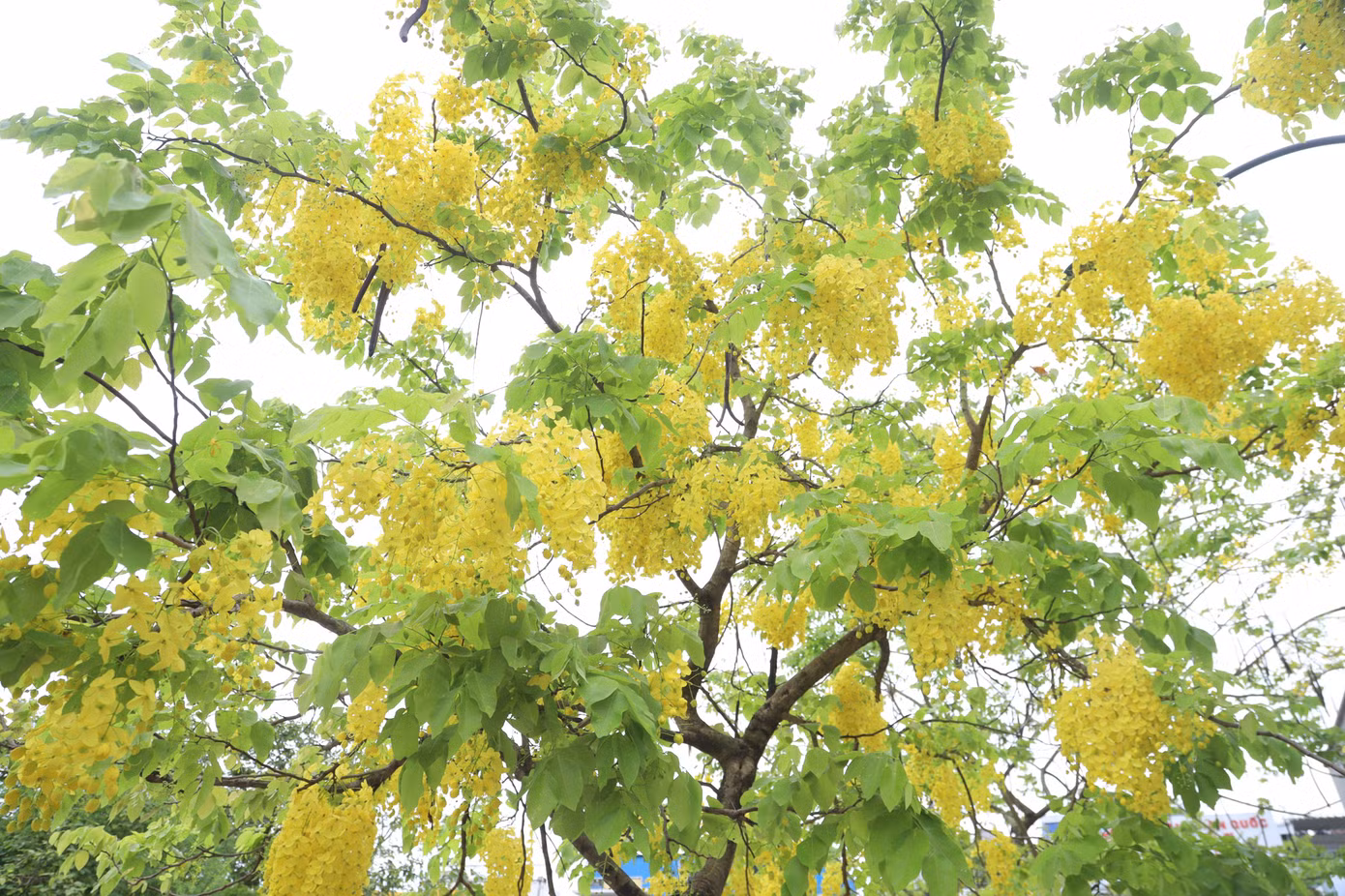 Những ngày này, muồng hoàng yến đồng loạt trổ hoa vàng ruộm khắp các tuyến phố của Thủ đô.