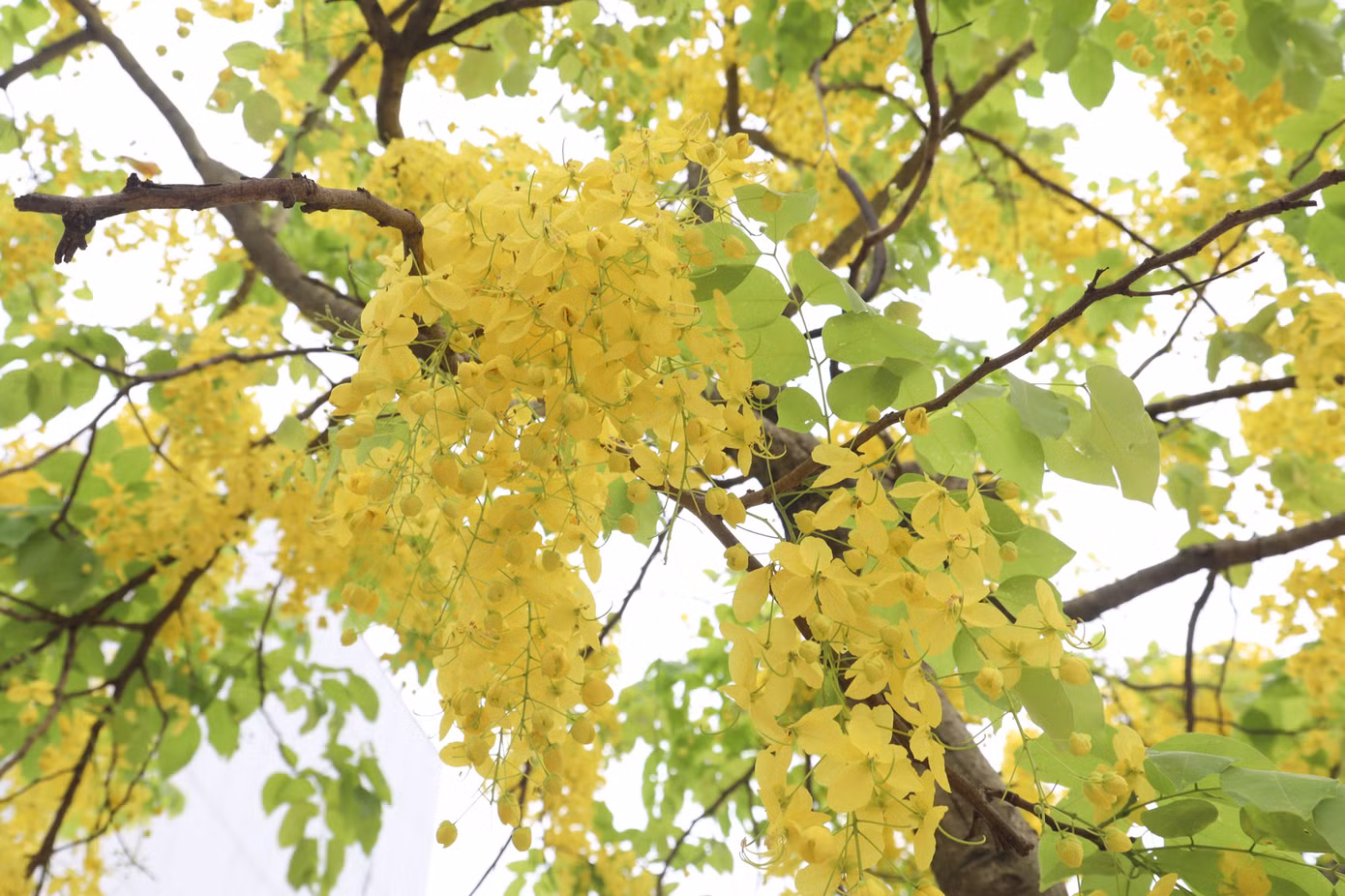 Đến mùa hoa nở, không gian như được trải một màu vàng óng ánh, long lanh, rực rỡ.