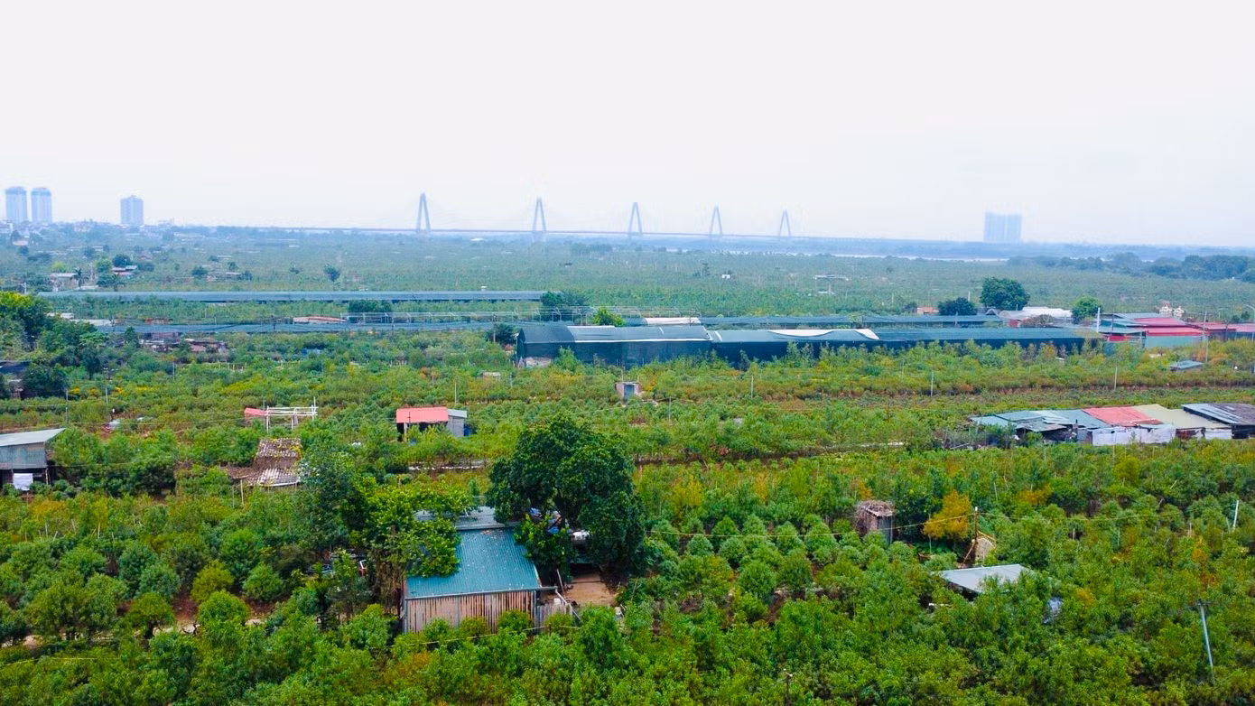 Các vườn đều có số lượng cây nhiều, do đó những ngày này, các chủ vườn sẽ thuê nhân công tuốt lá thời vụ, giá thuê khoảng 350.000 đến 400.000 đồng/ngày/người.