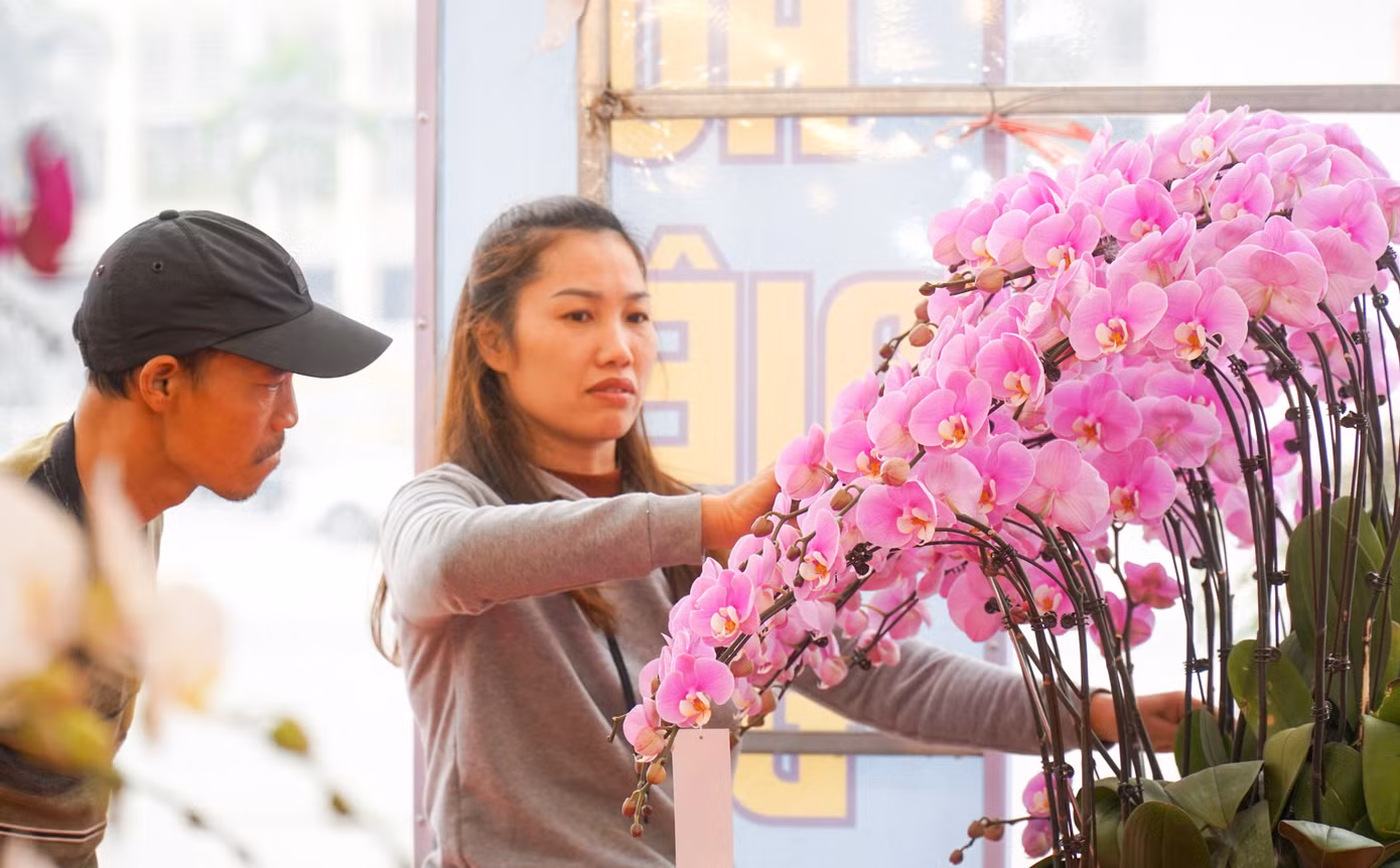 Những chậu lan hồ điệp bắt mắt đã thu hút nhiều người tiêu dùng đến xem.