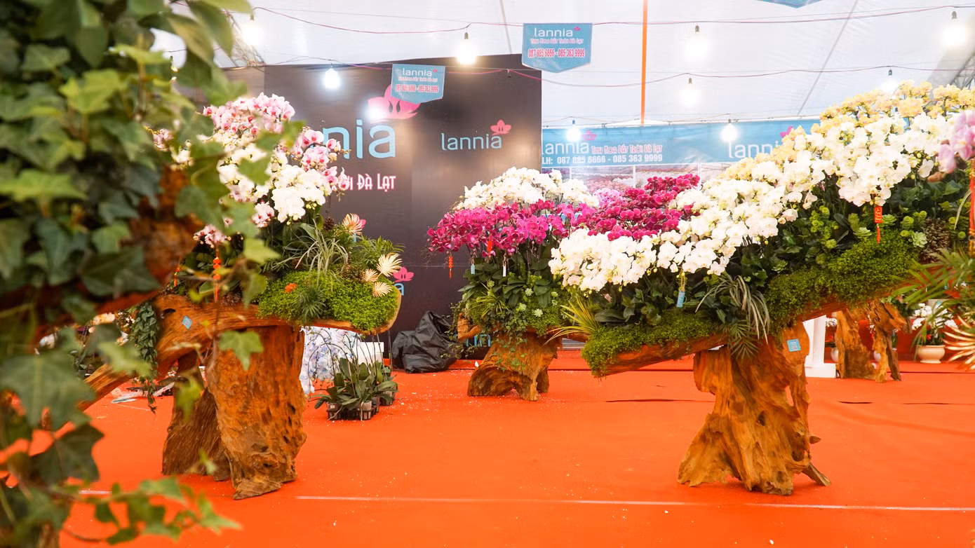 Người chơi trưng bày lan hồ điệp trong ngày Tết mang nhiều ý nghĩa, từ dáng, thế, cho đến số cây trên đầu chậu.