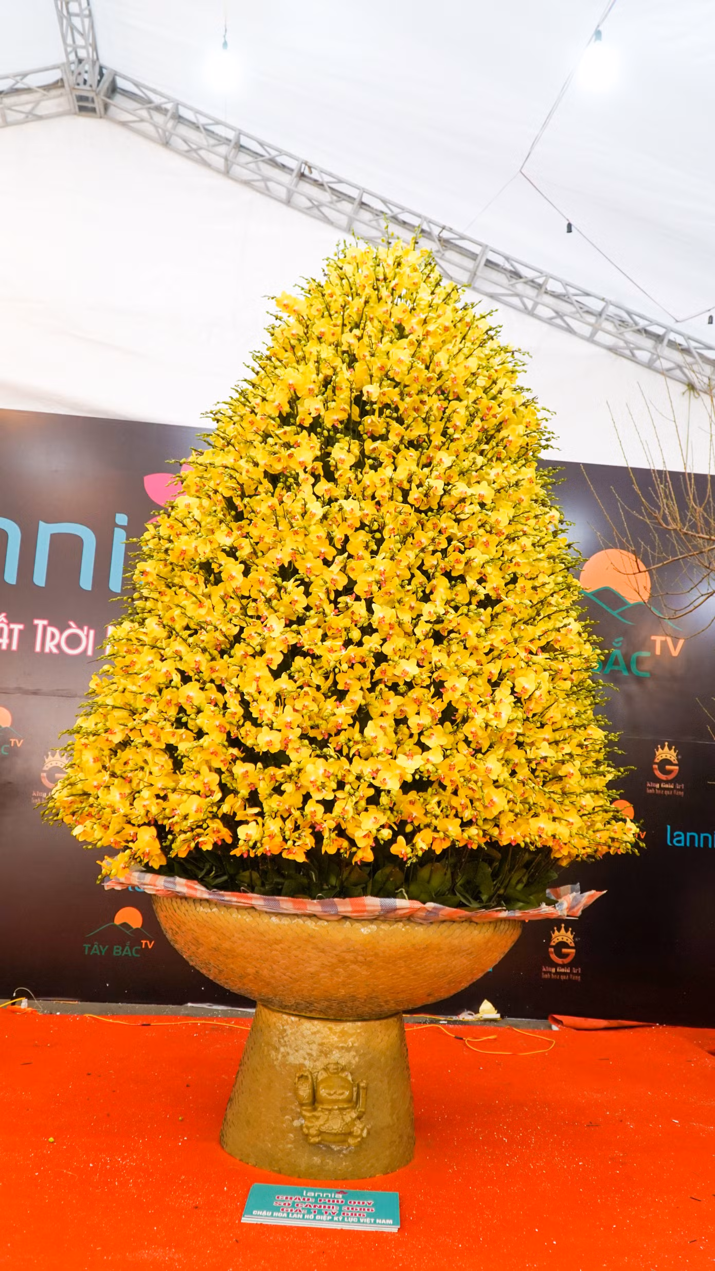 Đặc biệt tại chợ Tết khu vực Mỹ Đình đã giới thiệu một chậu lan mang tên "Phú Quý khổng lồ" cao gần 7m được bày bán với giá 1 tỷ 686 triệu đồng đã thu hút mọi ánh nhìn.