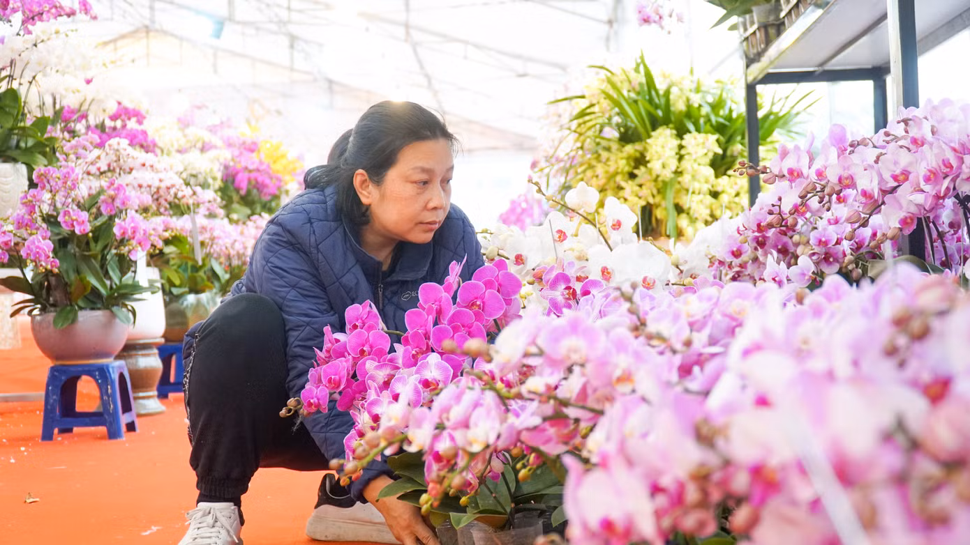 Những dáng thế chứa đựng ý nghĩa với nhiều may mắn thuận lợi như: cánh buồm, thế mâm xôi... cùng số cành dựa trên các con số phong thuỷ như 86 (phát lộc), 68 (lộc phát)...thu hút được nhiều người mua.
