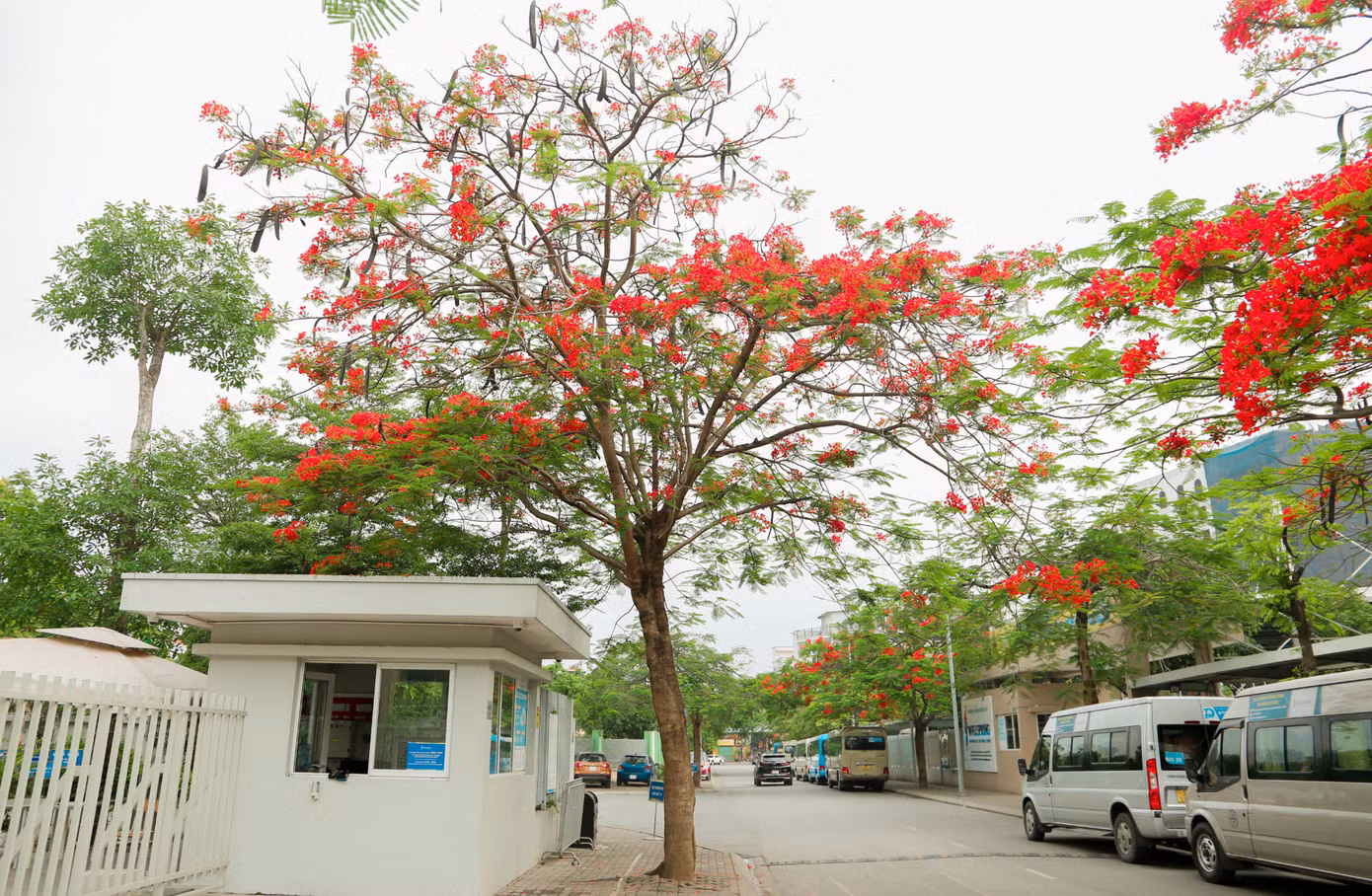 Hoa phượng nở rực rỡ khắp phố phường Hà Nội.