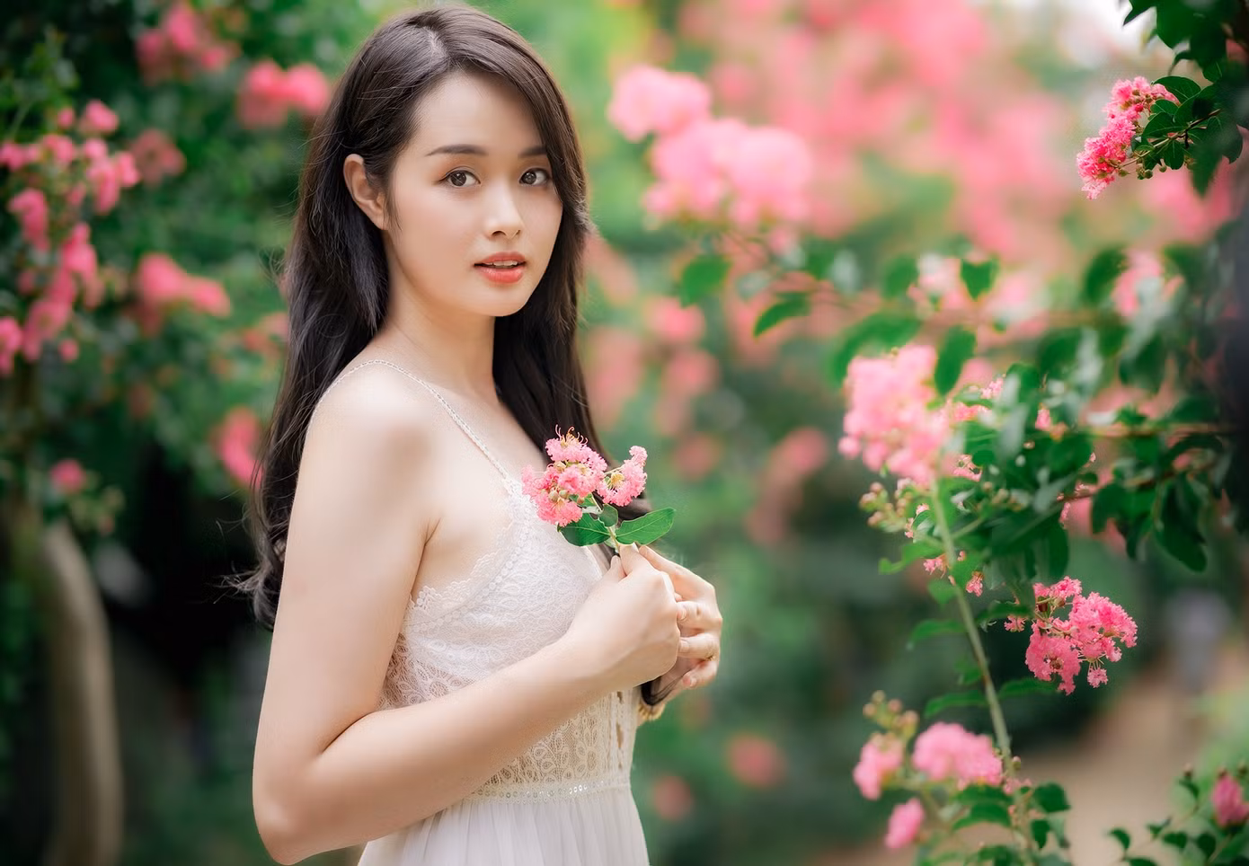 Hoa tường vi thường có nhiều màu sắc đỏ, hồng, trắng… Tuy nhiên, hoa tường vi hồng được nhiều người trồng hơn so với các loại khác.