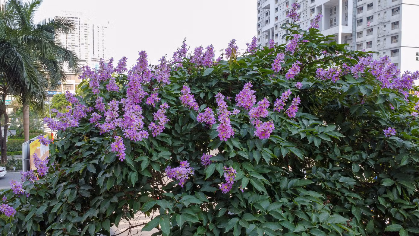 Những góc phố của Hà Nội từ lâu đã không thể thiếu sắc tím đặc trưng của hoa bằng lăng vào ngày hè.