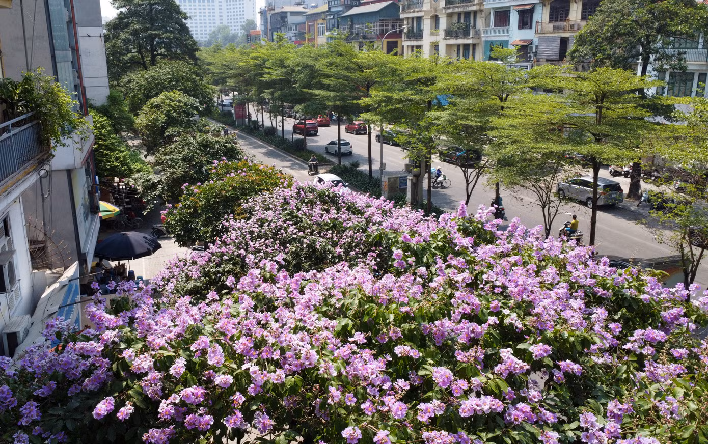 Cây bằng lăng ban đầu được trồng để tạo cảnh quan đô thị và tạo bóng mát, lâu dần trở thành một điểm nhấn quen thuộc với Hà Nội vào mỗi dịp chớm hè.