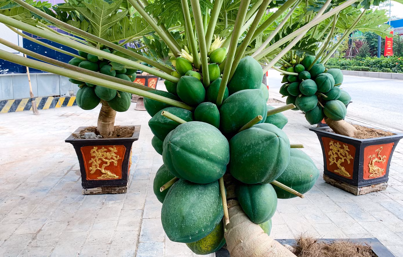 Theo quan điểm của nhiều người, cây đu đủ tượng trưng cho sự no đủ, sum vầy, bền vững nên được khá nhiều người săn đón về trưng Tết.